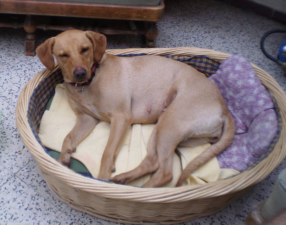 Jacky (Labrador, Magyar Vizsla) Labrador Magyar Vizsla 